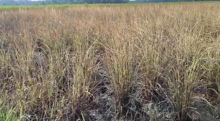 বোরহানউদ্দিনে জমি সংক্রান্ত বিরোধ, কৃষকের ধানে বিষাক্ত স্প্রে, ফসল নষ্ট