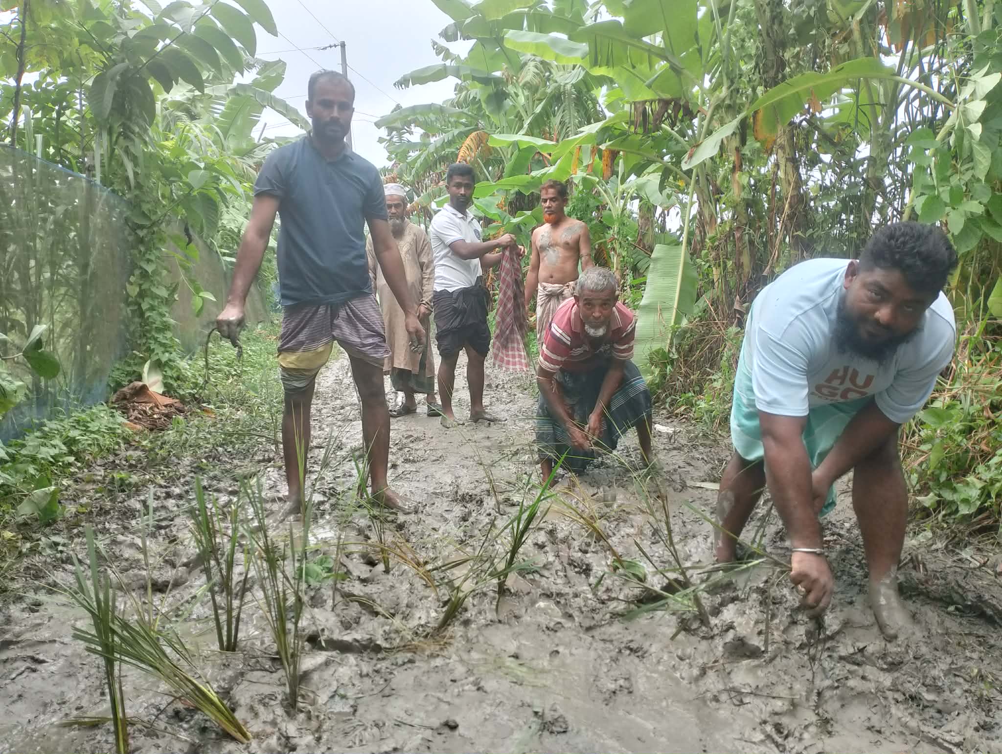 বোরহানউদ্দিনে রাস্তা নির্মাণের দাবিতে কাঁচা সড়কে ধান রোপণ করে এলাকাবাসীর প্রতিবাদ